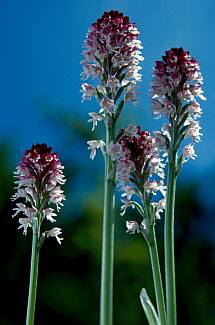 Sömörös kosbor (Orchis ustulata), Fotó: Molnár Balázs