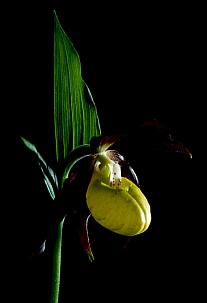 Boldogasszony papucsa (Cypripedium calceolus), Fotó: Molnár Balázs