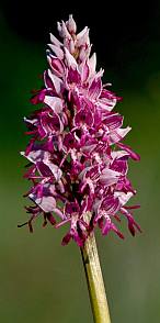 Vitéz kosbor (Orchis militaris), Fotó: Molnár Balázs