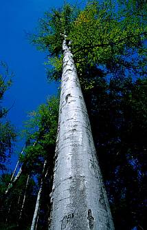 Bükk (Fagus sylvatica), Fotó: Molnár Balázs